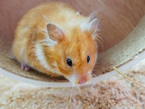 Hamster zur Vermittlung