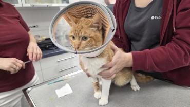 Porthos braucht Eure Hilfe und bittet um finanzielle Unterstützung  