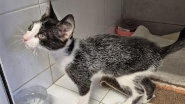 Dringend Familie für Pompom gesucht