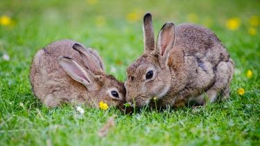 Vergesellschaftung Kaninchen