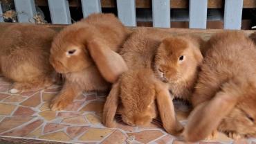 Unsere Kaninchen-Teenies brauchen Hilfe!