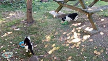 Unterstützung für unsere Katzenkolonie gesucht