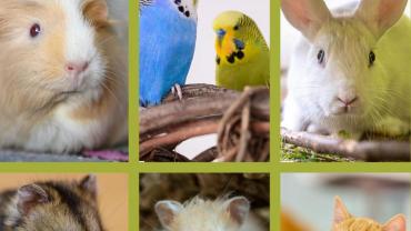 Nützliche Buchtipps für interessierte Tierhalter