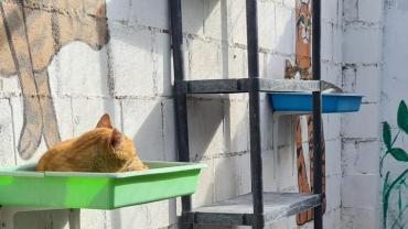 Wir bitten euch wieder um Hilfe für die Katzen im Tierheim Villena
