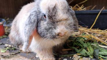 Spendenaufruf für Kaninchen Clara