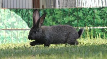 Infoblatt zur Kaninchenhaltung