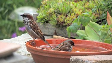 Wasserstellen helfen Vögeln und Insekten im Sommer