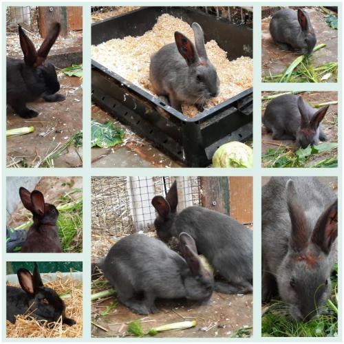 achtkaninchenkinder.jpg