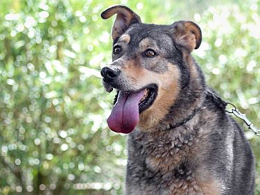 h15086lobito12.jpg