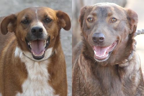 zwischenablagehunde2.jpg