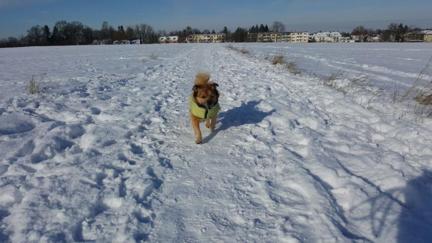 bschnee.jpg