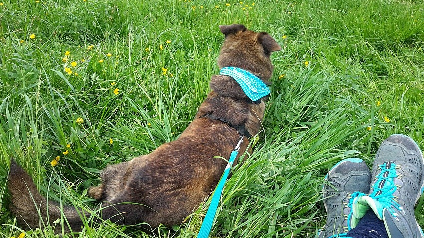 loba-auf-der-kraeuterwiese.jpg